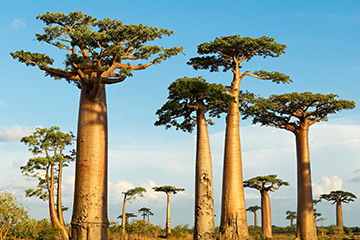 马达加斯加曼达贝机场三字代码(WMD),曼达贝机场(Mandabe Airport)四字码,马达加斯加机场三字码查询